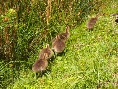[All five very young goslings are walking in a line along the edge of the grass.]